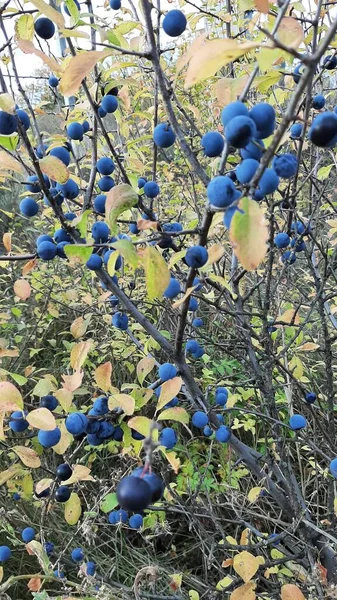 The blackthorn grows on a tree. Autumn berries.