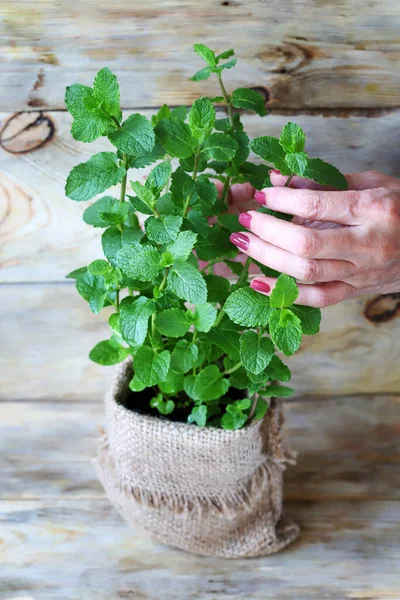 Bir tencerede yetişen nane yaprakları kadın eliyle tutulur..