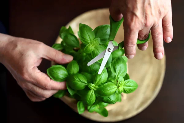 Verse Basilicum Bladeren Een Pot Een Donkere Achtergrond — Stockfoto