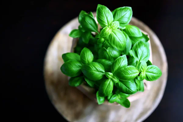 Verse Basilicum Bladeren Een Pot Een Donkere Achtergrond — Stockfoto