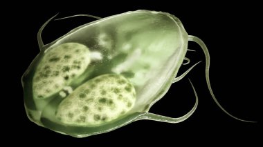 Giardia Lamblia paraziti. Kapanış 3D. Yüksek kalite Hazırlama