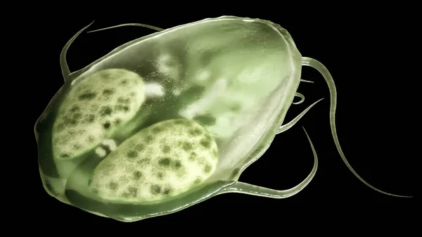 Giardia Lamblia Parasite Closup Rendering Англійською Високоякісна Обробка — стокове фото