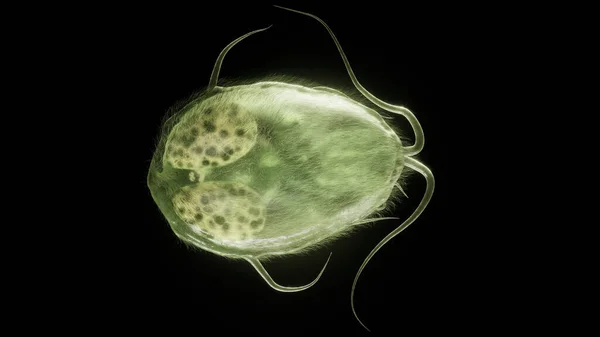 Giardia Lamblia Parasite Closup Rendering Англійською Високоякісна Обробка — стокове фото