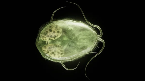 Giardia Lamblia paraziti. Kapanış 3D. Yüksek kalite Hazırlama