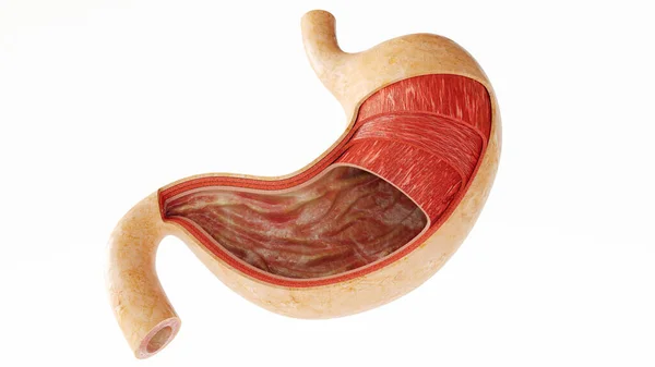 Human Internal Stomach Anatomy Rendering — Fotografia de Stock