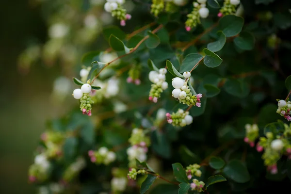 Decorative berries on a bush in the garden