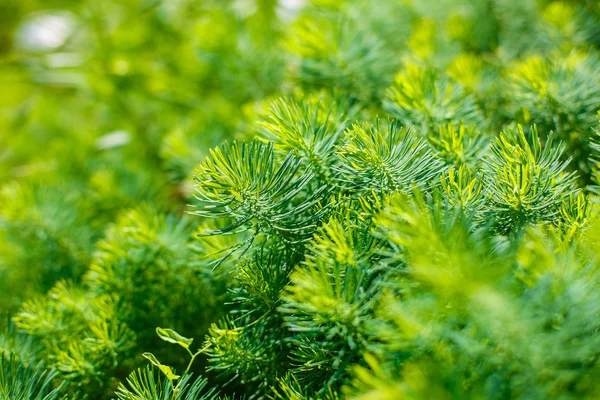 Landscaping, Thuja — Stock Image Landscaping, Thuja Stock Image