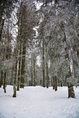 manzara dağları tepeler Alpler kar yolları ağaçlar