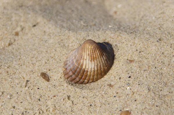Shell Sand Beach Seashell Holiday nature naturally — Stock Photo, Image