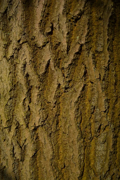 Trä stam träd stam bark mönster bild — Stockfoto