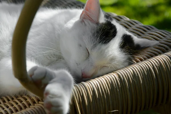 Kedi tembelliği uyur, güneş rahat uyur, akşamdan kalma olur. — Stok fotoğraf