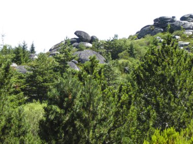 Doğa, yeşil ağaçlar orman ortamı, ot, bitki örtüsü.