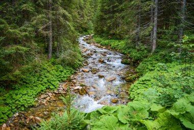 Dağlarda bir orman nehri