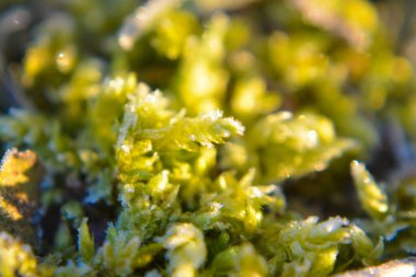 Flower Moss Lawn Detail Macro Ice Frost
