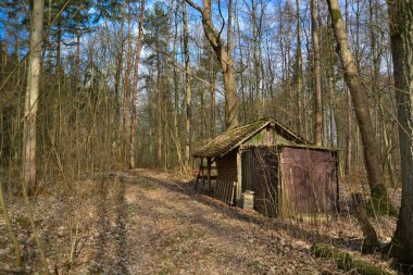 Forest Hut Way Autumn Foliage