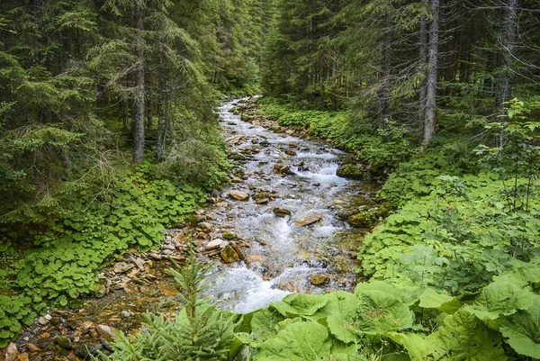 Dağlarda bir orman nehri