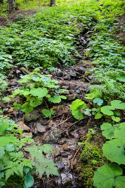 Forest Bach River Plants on the background