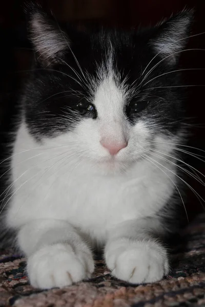 Hissediyorum Siyah Beyaz Kedi — Stok fotoğraf
