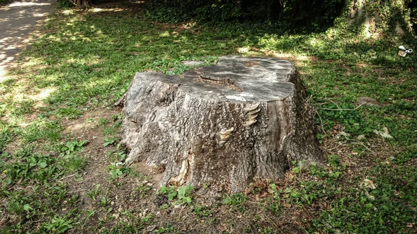 Tree stump wood grass green nature sawn off trunk