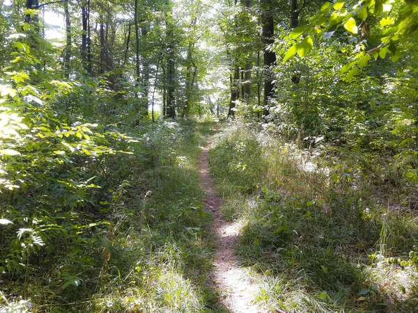 Camino forestal, bosque, sendero, hojas, sol, árboles, naturaleza —  Fotos de Stock