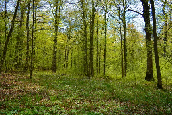 Лісові дерева Природа зелене літо Сонячне сяйво — стокове фото