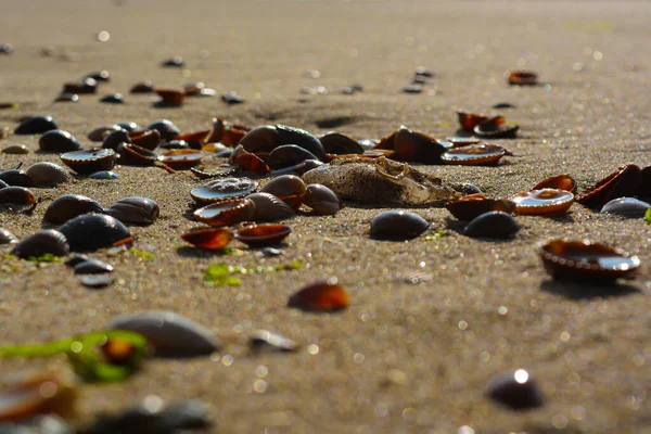 Schelpen Zand Strand Zon Zonneschijn Zee Zomer glanzend — Stockfoto