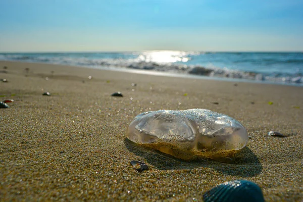 Jellyfish Sea Beach Sand Sunshine Waves Sun Summer — Stock Photo, Image
