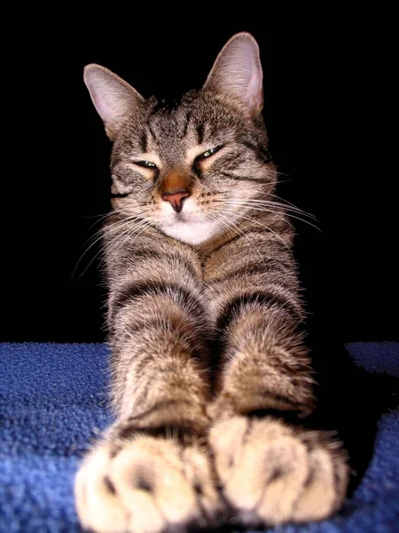 Gato satisfecho feliz tigre rayas sonrisa resaca cansado — Foto de Stock