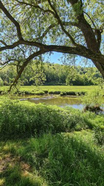 Gölge Ağacı Çimi Yeşil Yaz Güneşi Çayırı