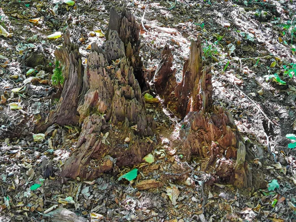 Árvore Toco Terra Floresta Solo Folhas — Fotografia de Stock