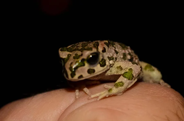 Nachts Ein Sehr Kleiner Frosch — Stockfoto