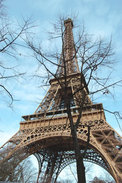 La Torre Eiffel tra i rami dell'albero . — Foto Stock