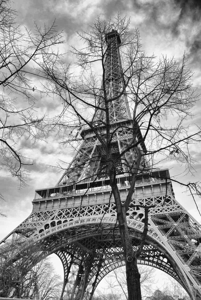 De toren van eiffel in de takken van de boom. — Stockfoto