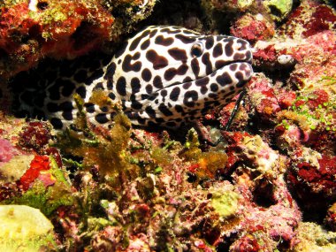 Maldivler, 10 Eylül: güzel bir benekli moray Maldivlere mercan