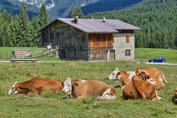 Vacas em pastagem no prado das Dolomitas - Itália — Fotografia de Stock