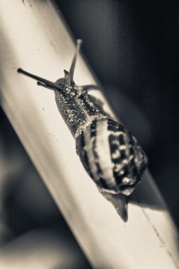 salyangoz sert tırmanış