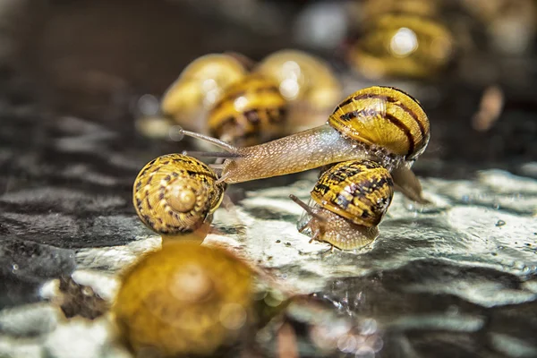 El ataque de los caracoles — Foto de Stock