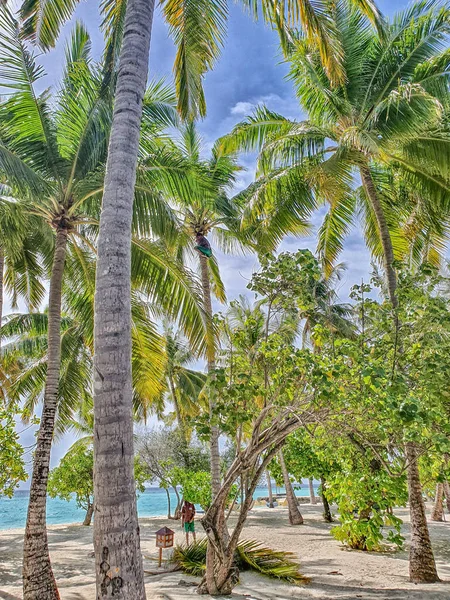 ปาล มมะพร าวบนชายหาดส ขาวของม Atolls — ภาพถ่ายสต็อก