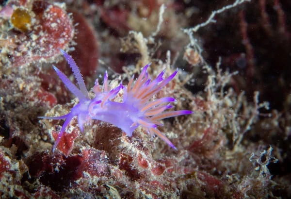 Kleurrijke Flabellina Onderwaterleven — Stockfoto