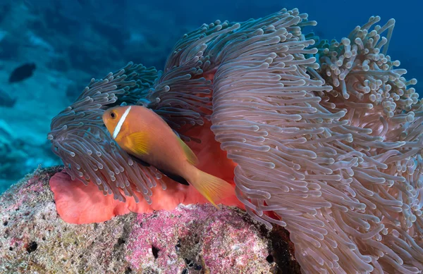 Beautiful Picture Clownfish Reopening Predators Its Anemone — Stock Photo, Image