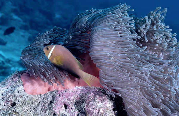 Bela Imagem Clownfish Após Reabertura Por Predadores Sua Anêmona — Fotografia de Stock