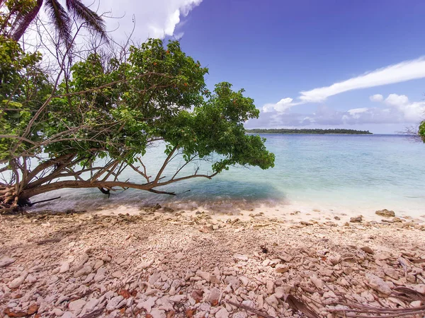 Plaża Utworzona Skorup Muszli Które Zmarły Tsunami Malediwach — Zdjęcie stockowe