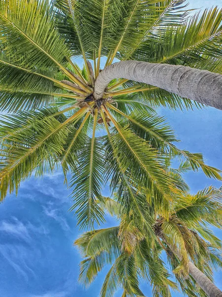 Tropical Vegetation Atolls Maldives — Stock Photo, Image