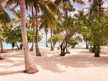 Maldivler 'deki adalarda tropik bitki örtüsü.