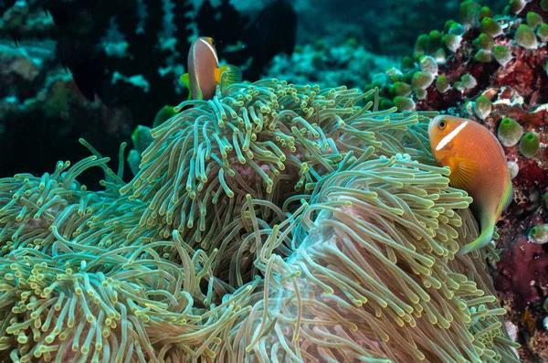 Clownfish Swimming Anemone — Stock Photo, Image