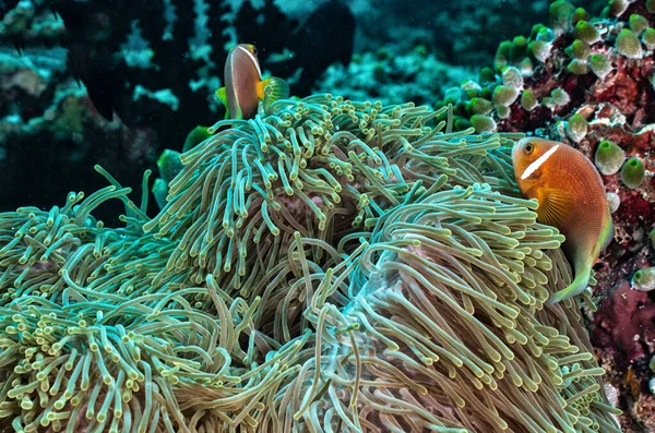 Clownfish Swimming Anemone — Stock Photo, Image