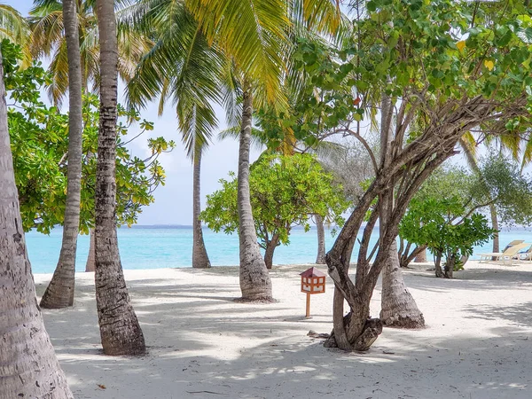 Palme Cocco Sulle Spiagge Bianche Degli Atolli Maldiviani — Foto Stock