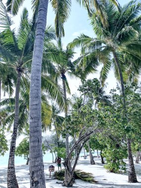 Maldivler adalarının beyaz sahillerinde hindistan cevizi palmiyeleri.