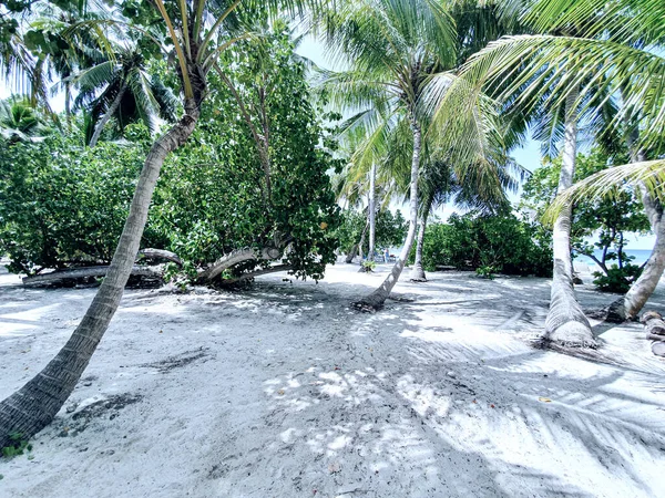 Vegetación Tropical Los Atolones Las Maldivas —  Fotos de Stock
