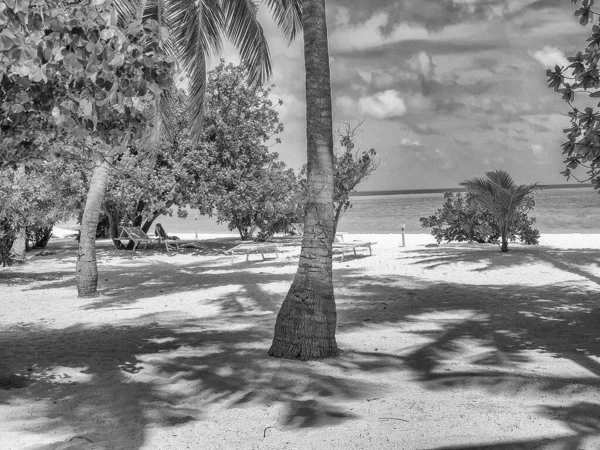 Coconut Palms White Beaches Maldivian Atolls — Stock Photo, Image